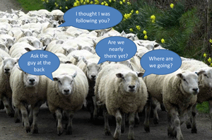 sheep-following